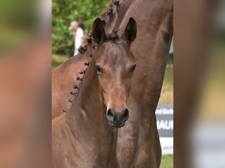 Caballo de deporte alemán Semental Potro (04/2025) Negro in Gomadingen