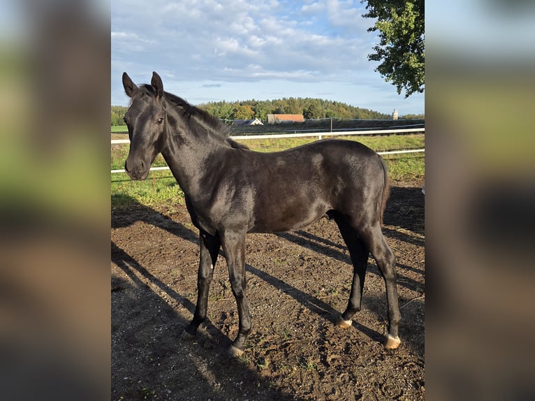 Caballo de deporte alemán Semental Potro (04/2026) Negro in Kirchberg