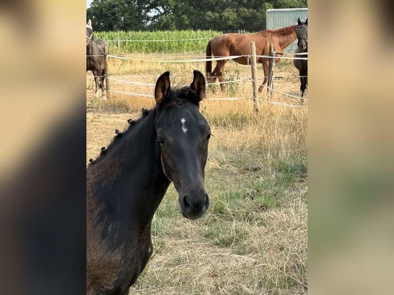 Caballo de deporte alemán Semental Potro (05/2026) Negro in Neuberg