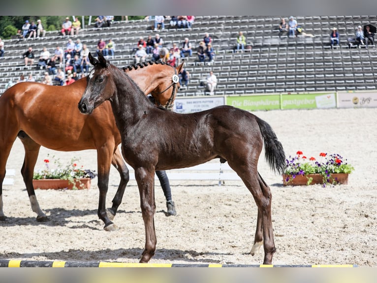 Caballo de deporte alemán Semental Potro (03/2026) Negro in Niederstetten