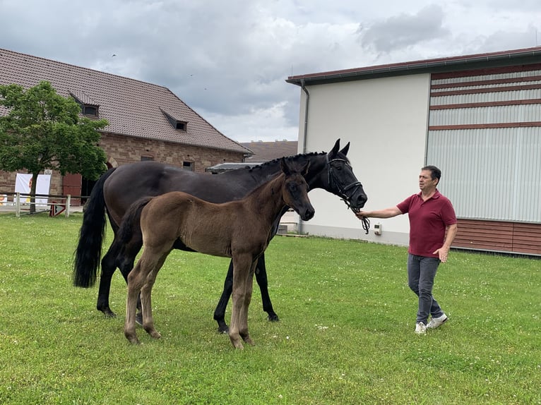 Caballo de deporte alemán Semental Potro (04/2024) Negro in Oberhausen