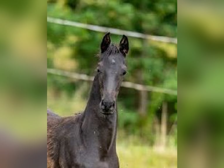 Caballo de deporte alemán Semental  Negro in Steinbach-Hallenberg