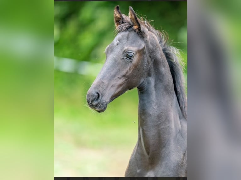 Caballo de deporte alemán Semental  Negro in Steinbach-Hallenberg