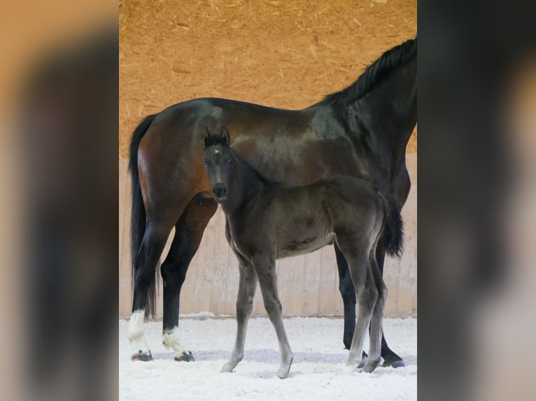Caballo de deporte alemán Semental  Negro in Steinbach-Hallenberg