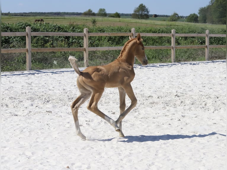 Caballo de deporte alemán Semental Potro (05/2024) Palomino in Dresden