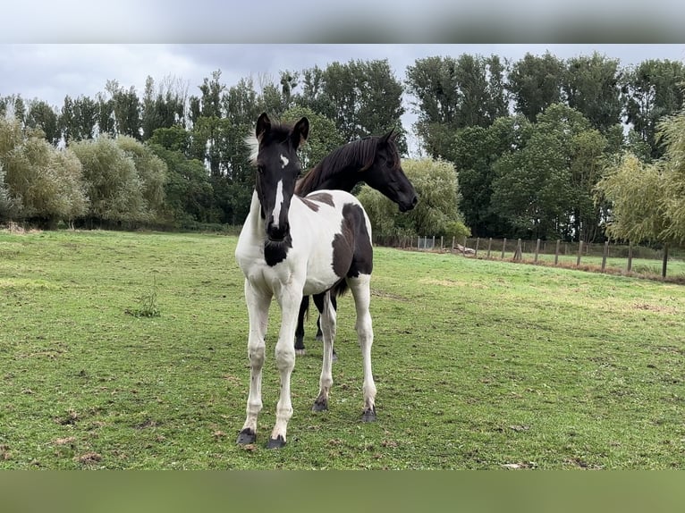 Caballo de deporte alemán Semental Potro (05/2024) Pío in Prenzlau