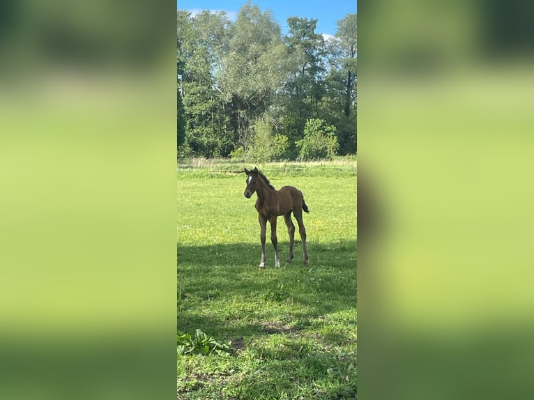 Caballo de deporte alemán Semental  Tordo in Möckern