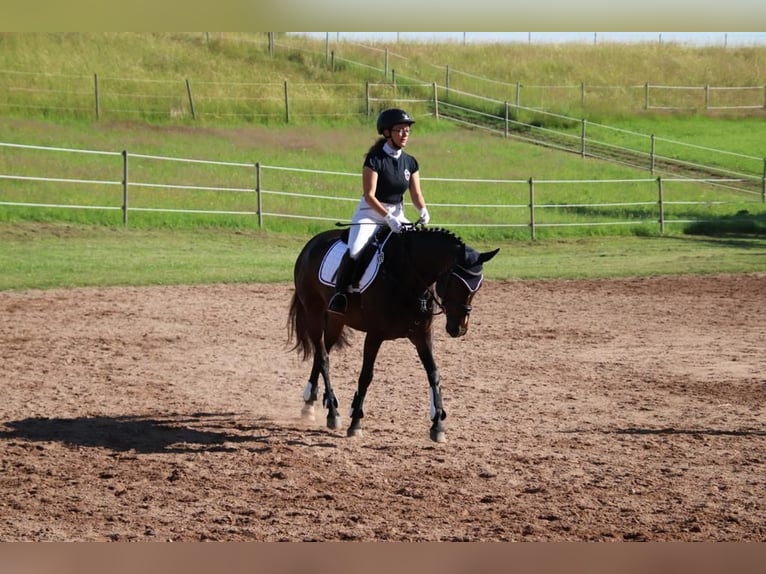 Caballo de deporte alemán Yegua 10 años 155 cm Castaño oscuro in Bad Wildbad im Schwarzwald