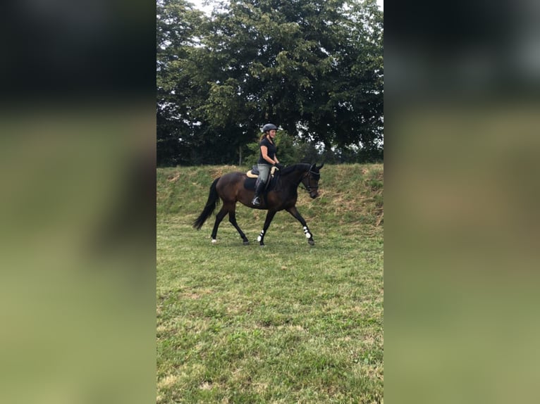 Caballo de deporte alemán Yegua 10 años 155 cm Castaño oscuro in Bad Wildbad im Schwarzwald