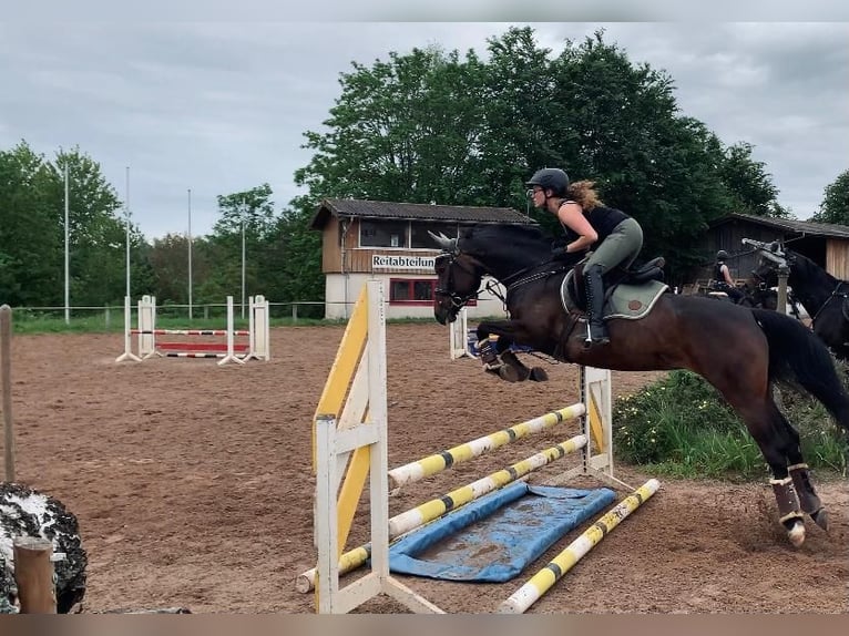 Caballo de deporte alemán Yegua 10 años 155 cm Castaño oscuro in Bad Wildbad im Schwarzwald