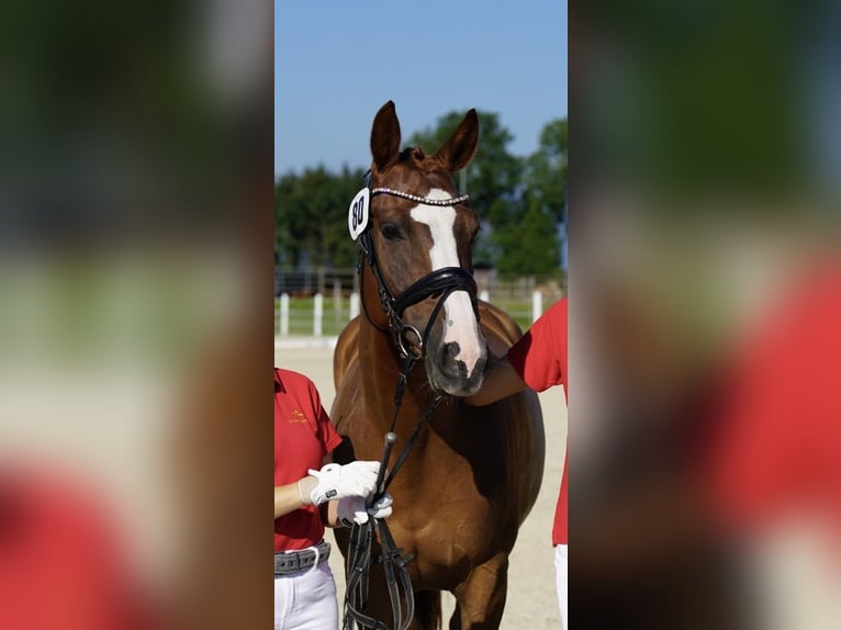 Caballo de deporte alemán Yegua 10 años 160 cm Alazán-tostado in Köstenberg