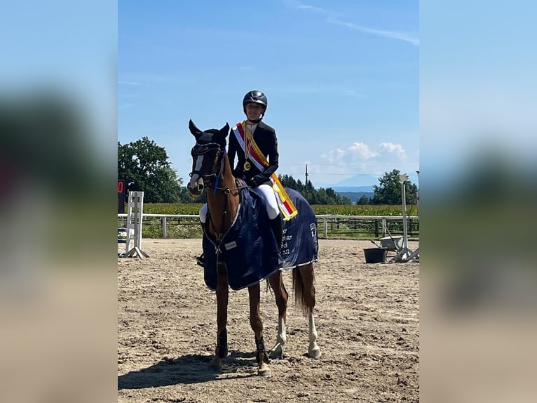 Caballo de deporte alemán Yegua 10 años 160 cm Alazán-tostado in Köstenberg