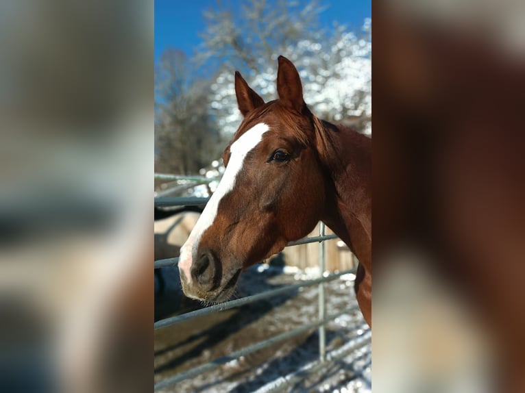 Caballo de deporte alemán Yegua 10 años 160 cm Alazán-tostado in Köstenberg