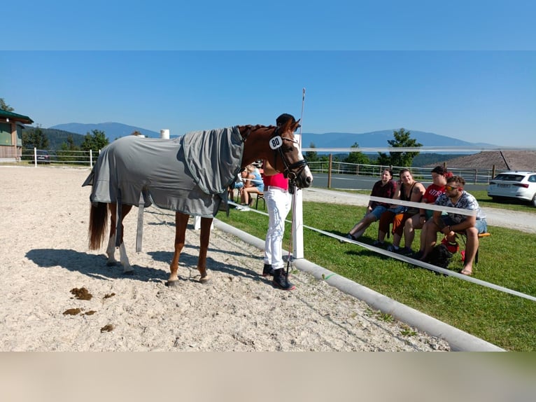 Caballo de deporte alemán Yegua 10 años 160 cm Alazán-tostado in Köstenberg