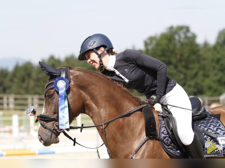 Caballo de deporte alemán Yegua 10 años 160 cm Alazán-tostado in Köstenberg