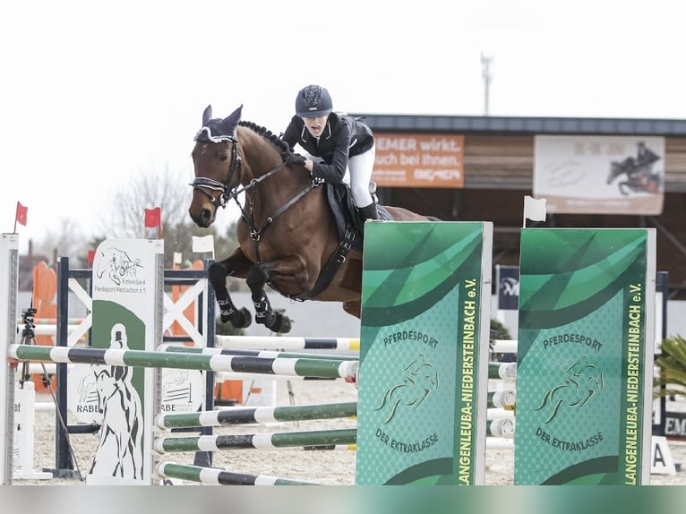 Caballo de deporte alemán Yegua 10 años 160 cm Castaño in Glaubitz