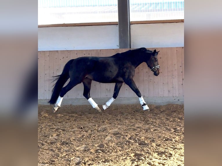 Caballo de deporte alemán Yegua 10 años 160 cm Castaño oscuro in Westerheim