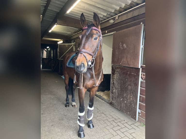 Caballo de deporte alemán Yegua 10 años 160 cm Castaño oscuro in Neustadt Dosse