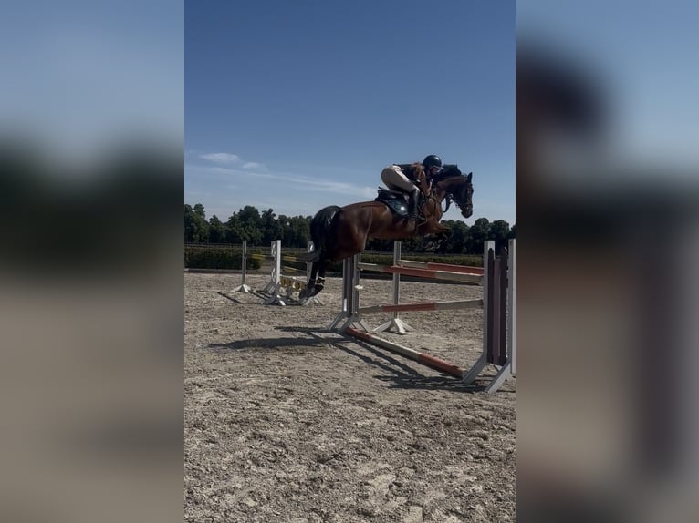 Caballo de deporte alemán Yegua 10 años 160 cm Castaño oscuro in Neustadt Dosse