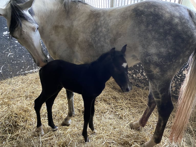 Caballo de deporte alemán Yegua 10 años 160 cm Tordo in Siegen