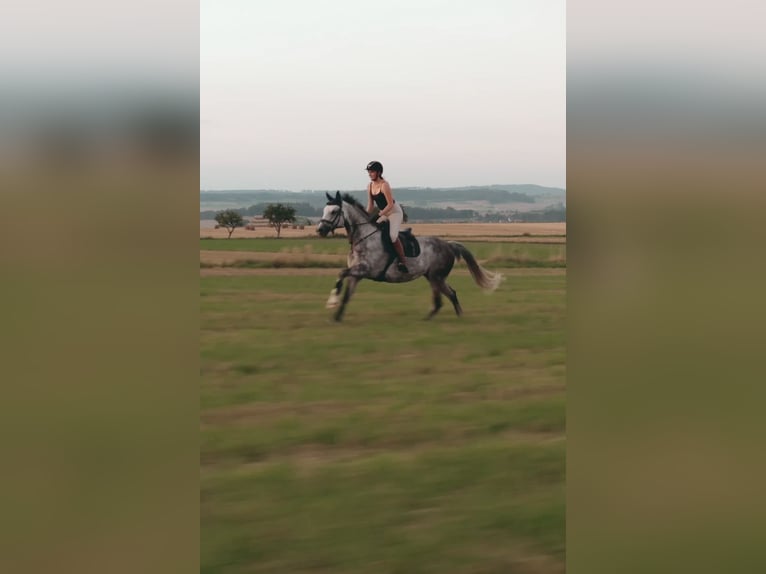 Caballo de deporte alemán Yegua 10 años 163 cm Tordo in Sibbesse