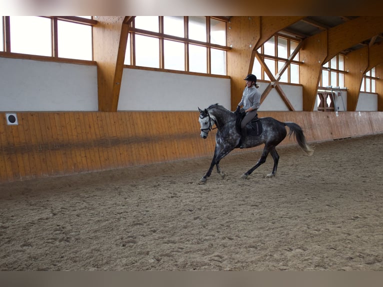 Caballo de deporte alemán Yegua 10 años 163 cm Tordo in Sibbesse