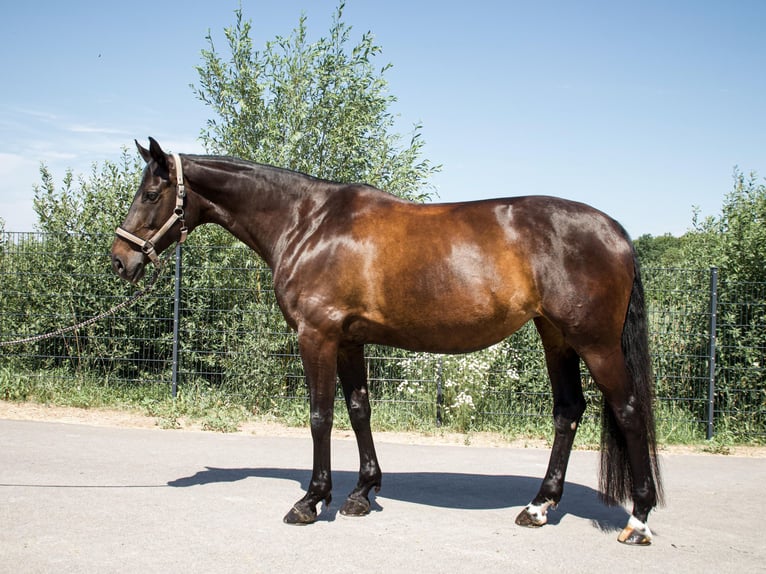 Caballo de deporte alemán Yegua 10 años 164 cm Castaño oscuro in Mandelbachtal