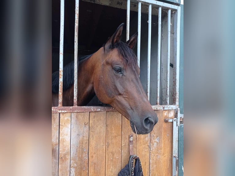 Caballo de deporte alemán Yegua 10 años 164 cm Castaño oscuro in Pirmasens