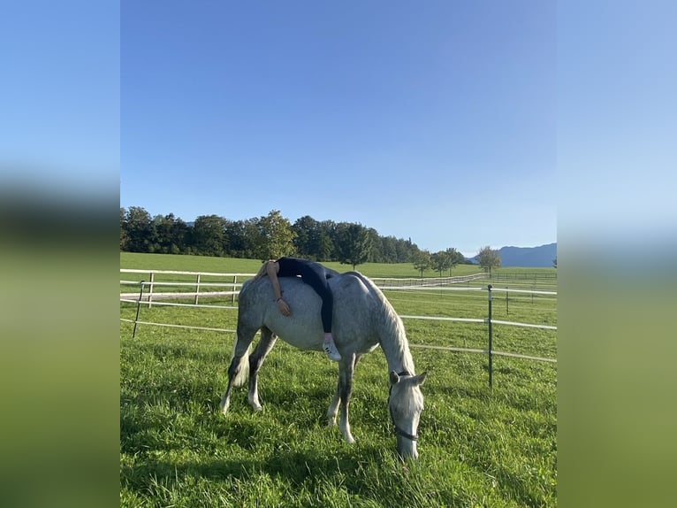 Caballo de deporte alemán Yegua 10 años 164 cm Tordo in Holzkirchen