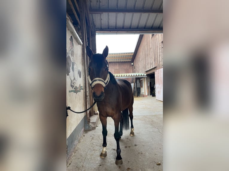 Caballo de deporte alemán Yegua 10 años 165 cm  in Offenburg
