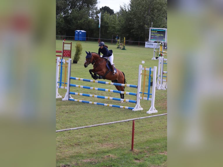 Caballo de deporte alemán Yegua 10 años 165 cm Castaño in Gohrau