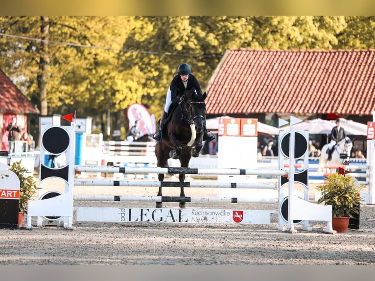 Caballo de deporte alemán Yegua 10 años 165 cm Castaño oscuro in Handorf