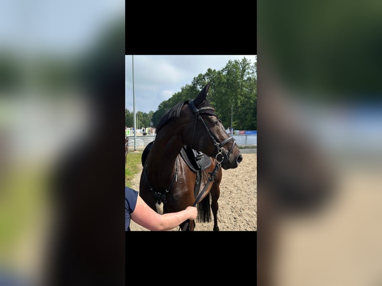 Caballo de deporte alemán Yegua 10 años 165 cm Castaño oscuro in Handorf