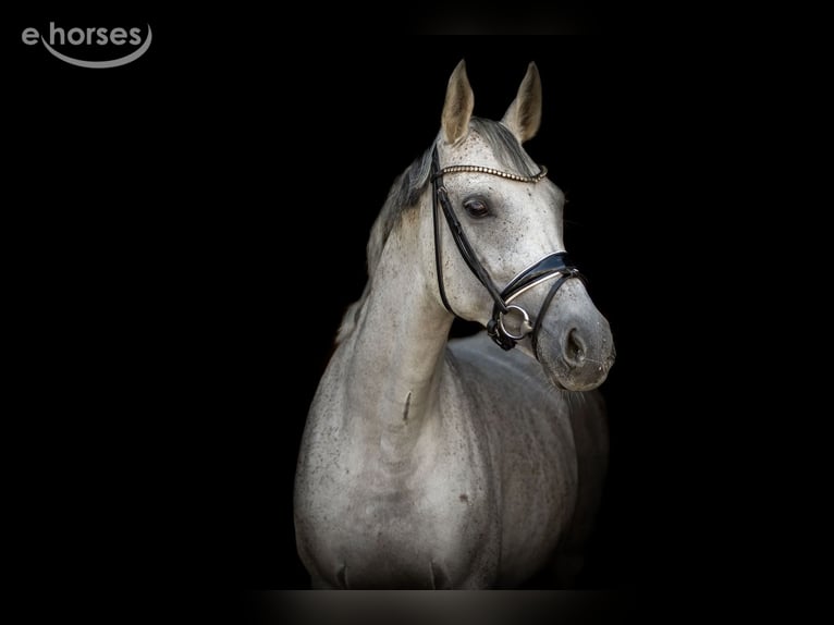 Caballo de deporte alemán Yegua 10 años 165 cm Tordo in Priestewitz