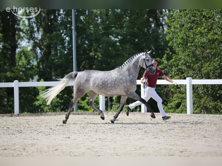 Caballo de deporte alemán Yegua 10 años 165 cm Tordo in Priestewitz