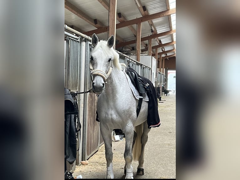 Caballo de deporte alemán Yegua 10 años 165 cm Tordo in Holzkirchen