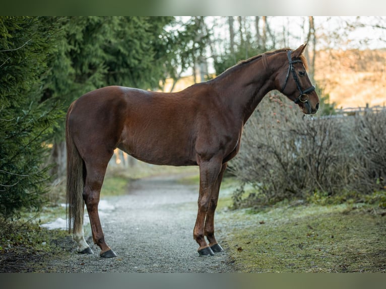 Caballo de deporte alemán Yegua 10 años 166 cm Alazán-tostado in Wertach