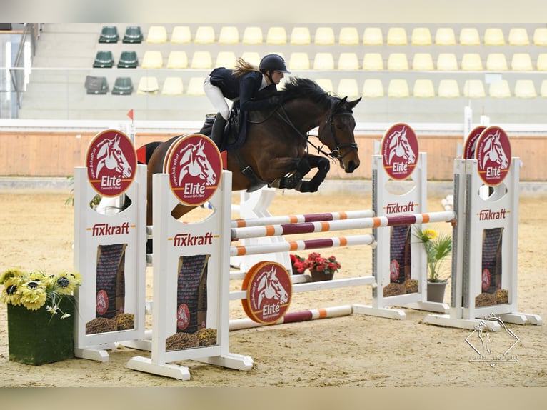 Caballo de deporte alemán Yegua 10 años 166 cm Castaño in Oberwaltersdorf