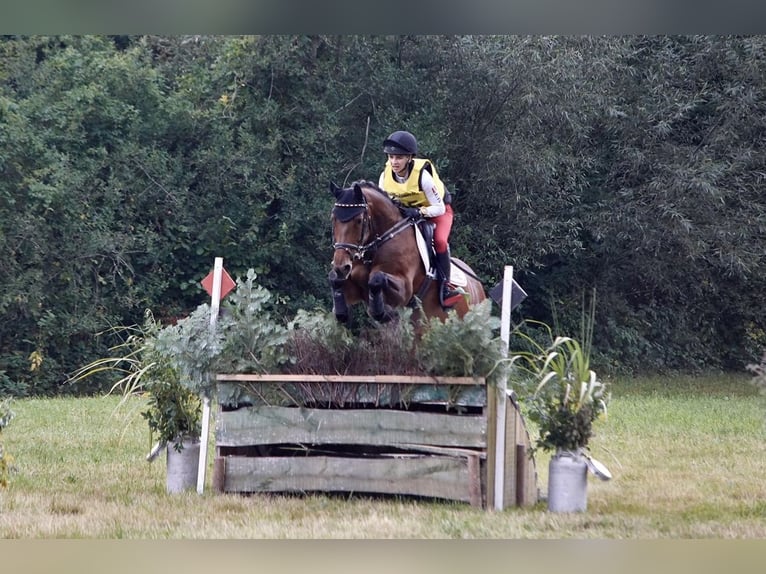 Caballo de deporte alemán Yegua 10 años 166 cm Castaño in Oberwaltersdorf