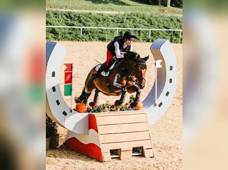 Caballo de deporte alemán Yegua 10 años 166 cm Castaño in Oberwaltersdorf