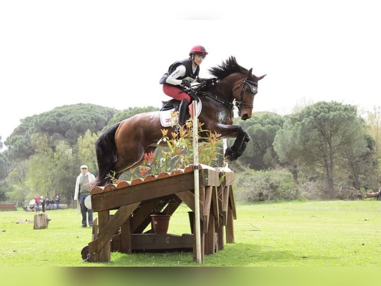 Caballo de deporte alemán Yegua 10 años 166 cm Castaño in Oberwaltersdorf