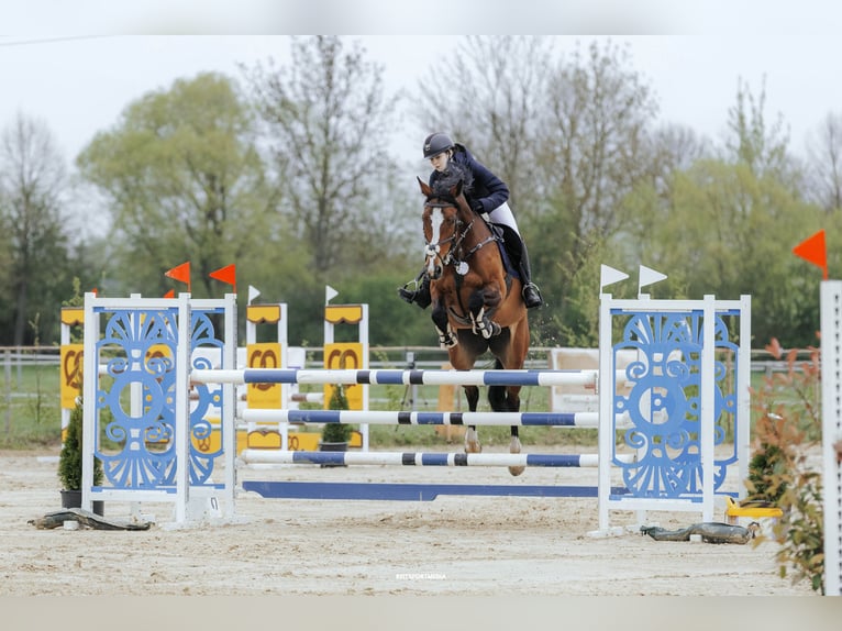 Caballo de deporte alemán Yegua 10 años 166 cm Castaño in Magdeburg