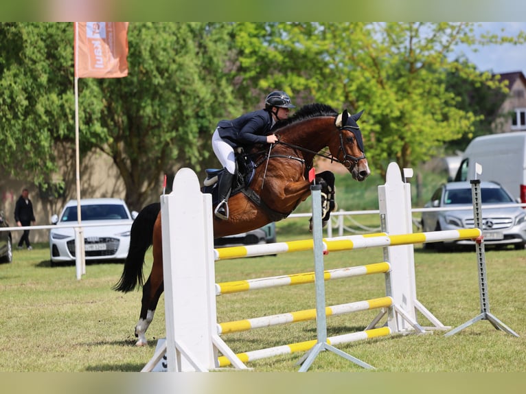 Caballo de deporte alemán Yegua 10 años 166 cm Castaño in Magdeburg
