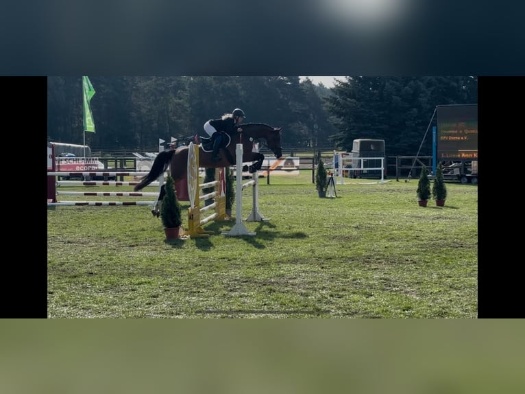 Caballo de deporte alemán Yegua 10 años 167 cm Castaño in Kemberg