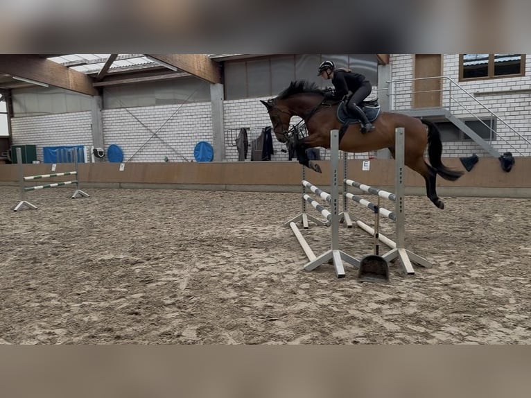 Caballo de deporte alemán Yegua 10 años 167 cm Castaño in Grimma