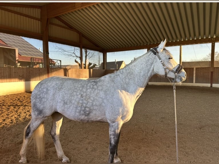 Caballo de deporte alemán Yegua 10 años 167 cm Tordo picazo in Neuensteinnstein