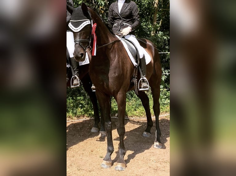 Caballo de deporte alemán Yegua 10 años 168 cm Negro in Freystadt