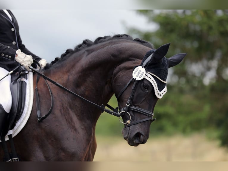 Caballo de deporte alemán Yegua 10 años 168 cm Negro in Freystadt