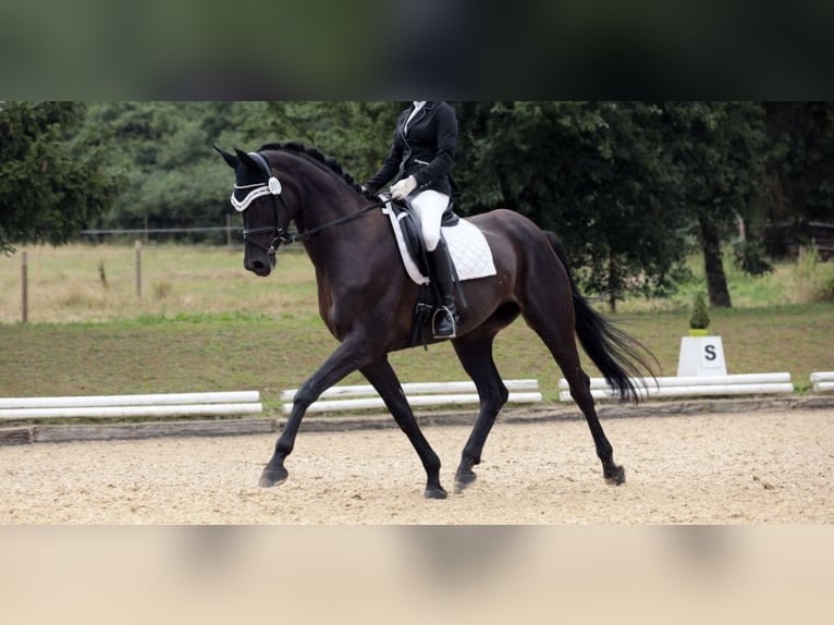 Caballo de deporte alemán Yegua 10 años 168 cm Negro in Freystadt