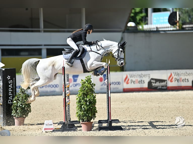 Caballo de deporte alemán Yegua 10 años 168 cm Tordo in Salzburg
